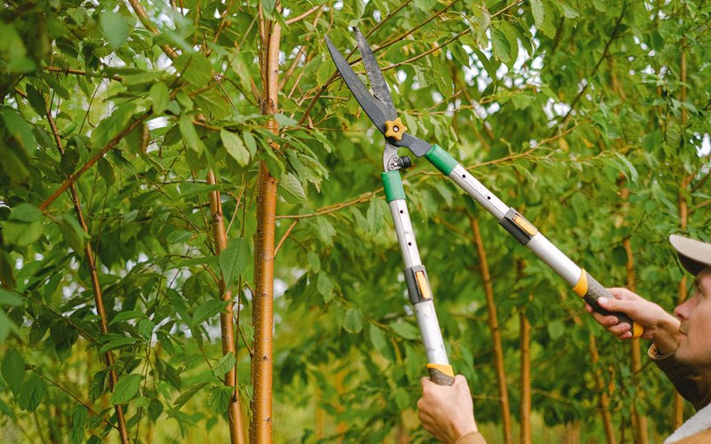 Tree trimming in Ogdensburg, WI