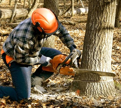 Tree Removal in Ogdensburg, WI